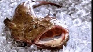Monk fish Fast Facts by Dog Planet 544 views 8 years ago 1 minute, 51 seconds