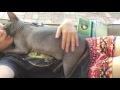 Sphynx Cat Loves to Cuddle