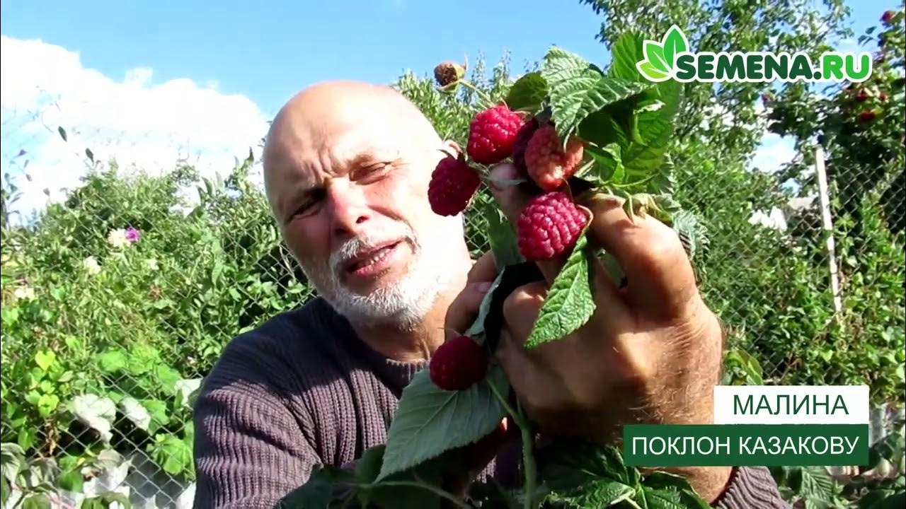 Сорт малины Поклон Казакову. Ремонтантная малина Поклон Казакову, описание и осо