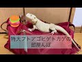 [フトアゴヒゲトカゲ］ぷーちゃんの部屋んぽ〜bearded dragon〜