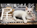 【尾】ゴミ置き場で三日鳴き続けた『ちゃっぽ』ワガママ放題!・ディノとビーちゃん仲良し・クロの慢性腎不全・みぱね里親大募集!