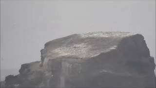 Lady Julia Percy Island, Portland - 6 Jan 2018