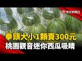 拳頭大小1顆賣300元！科技工程師打造「迷你西瓜」成百貨新寵｜#寰宇新聞 @globalnewstw
