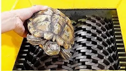 Turtle VS Shredder ! Test the hardness of the turtle shell. It lets people release the pressure !