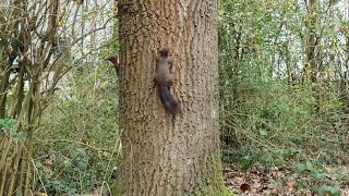 3 squirrels Eichhörnchen chasing each other in an oak tree