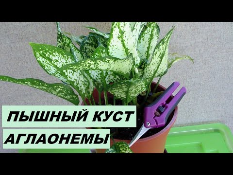 Формирование пышного кустика