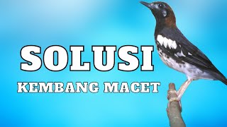 SOLUSI ANIS KEMBANG MACET JADI GACOR NGEPLONG