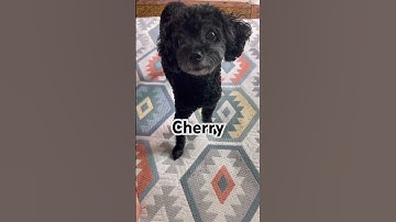 Remove first and last letter of your name #funny #shortsfeed #funnydogs #tiktok ￼
