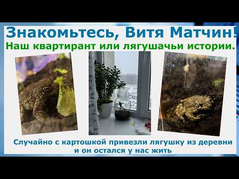 Знакомьтесь, Виктор Матчин. Наш случайный квартирант или лягушачьи истории. Лягушка из картошки