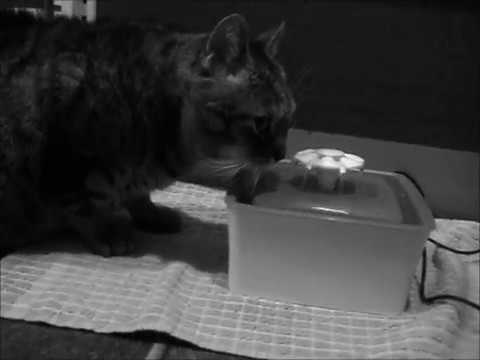 cat แปลว่า Mysli & his new drinking fountain