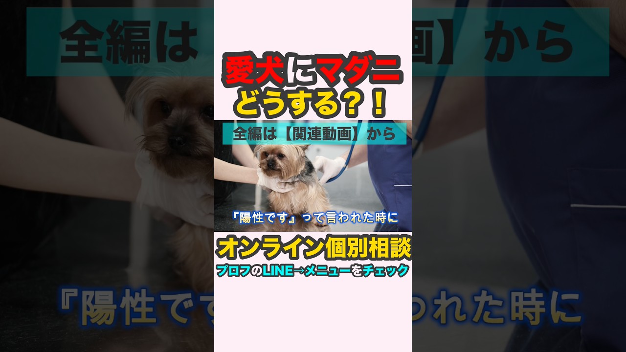 愛犬にマダニ❗️あなたなら、どうする❓#マダニ #ミニチュアダックスフンド