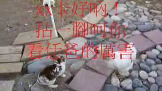 雞 勸架