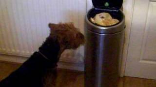 Airedale Terrier- Neat Trick