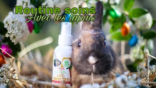 Lapins – Zoonac