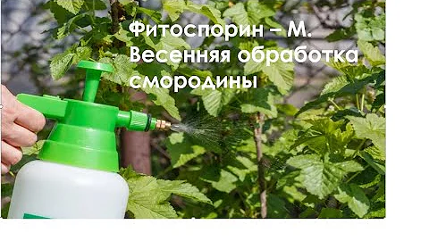 Фитоспорин-М,Весенняя обработка смородины
