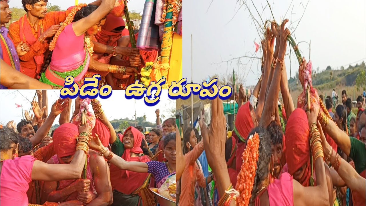 సమ్మక్క సరక్క  గద్దె లు చేరిన  వెదురు పిడేం | Bambu tree is on sammaka saraka medram