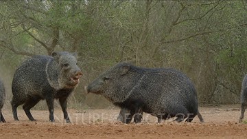 Javelinas fighting