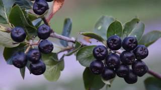 Chokeberry/aronia-fruit bush worth planting/warty posadzenia krzew owocowy[ENG SUB]