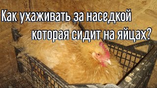 Как ухаживать за наседкой которая сидит на яйцах|Клетка для наседки|Как посадить курицу на яйца