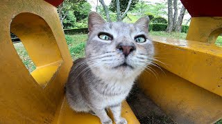 小さな小屋に野良猫が集まっていたのでナデナデしてきた