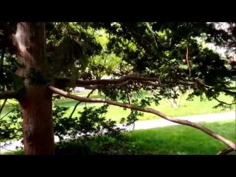 STEMbite: How trees grow