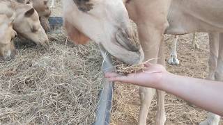 Camels eating hay in Abu Dhabi, UAE