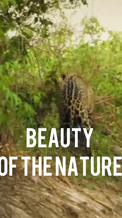 This is Nature  #shorts #youtubeshorts