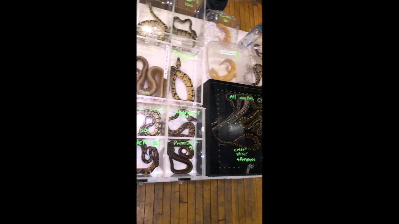 morphemes pdf NY REPTILE EXPO 2015 QUICK 30 SECOND PEEK! HD