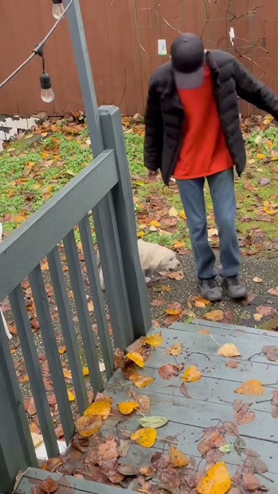 Aspca In The Arms Of An Angel Arms of the Angel, non-ASPCA pet version - YouTube