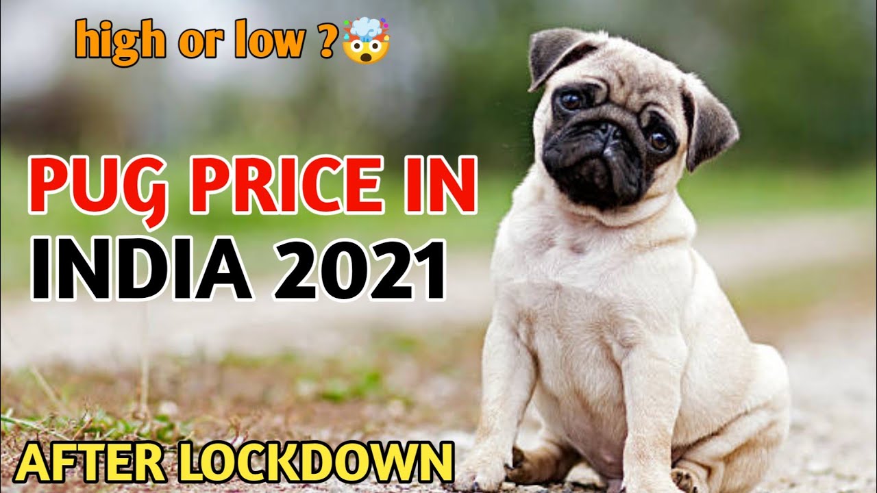 Pug Price In India / pug puppy price 2021?😱 YouTube