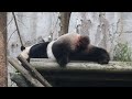 20240205 兩度高空來投彈 圓仔好眠誤午餐 Giant Panda Yuan Zai