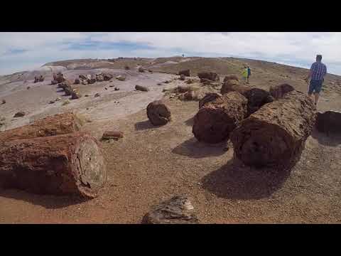 Video: Petrified Forest National Park: Den komplette guide