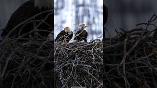 Eagles Back from Migration Fortifying their Huge Nest