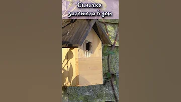 Что значит если синичка залетела в дом? #shorts