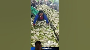 Cách Nhà máy Trung Quốc rửa củ cải trắng với số lượng khá nhiều