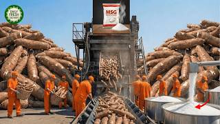 Is MSG Really Bad for You? - Inside a Modern Cassava-to-MSG Factory (Full Process)