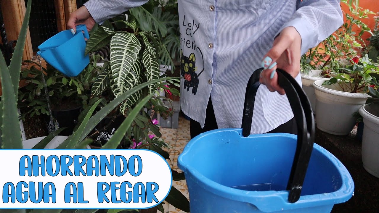 Riego las plantas con el agua de la lavadora│Candy Bu - YouTube