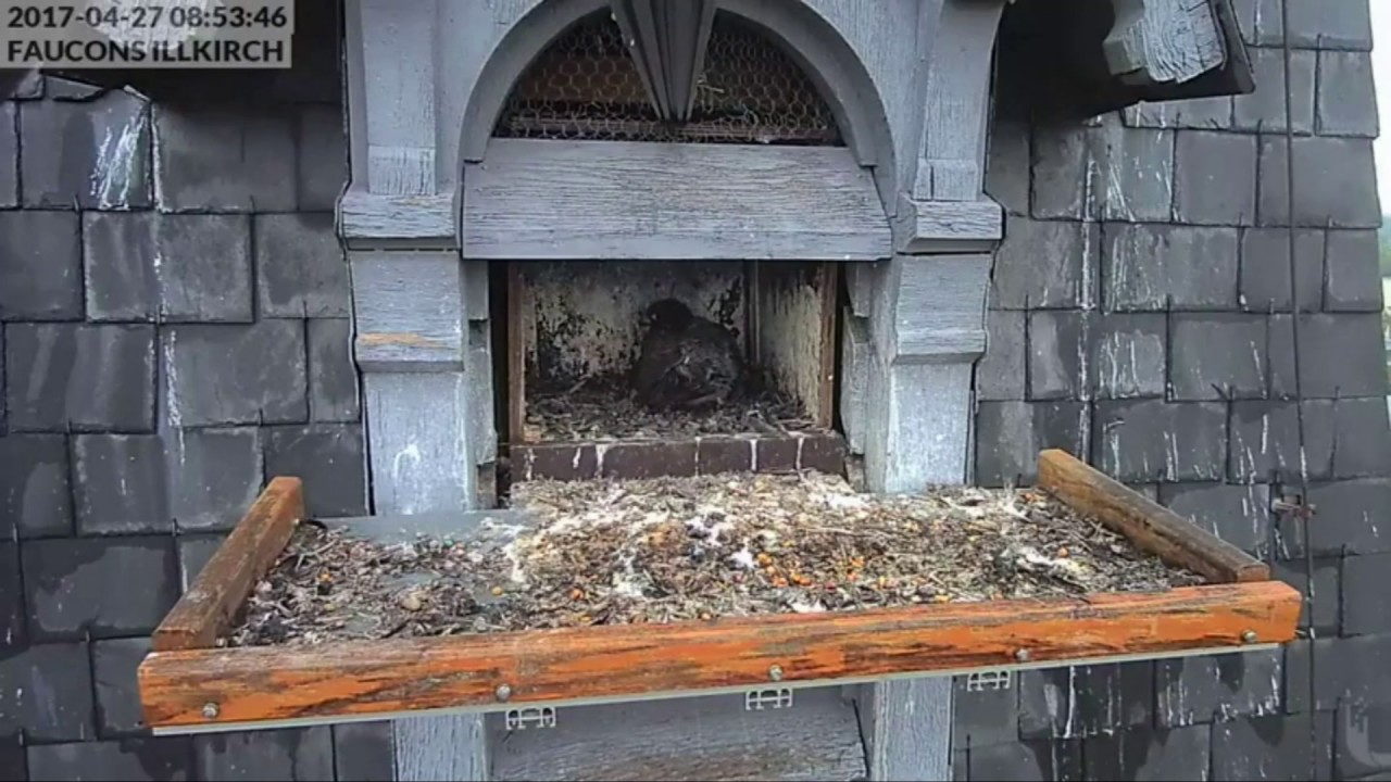 Faucons Pèlerins Illkirch En Direct Youtube Gratuit