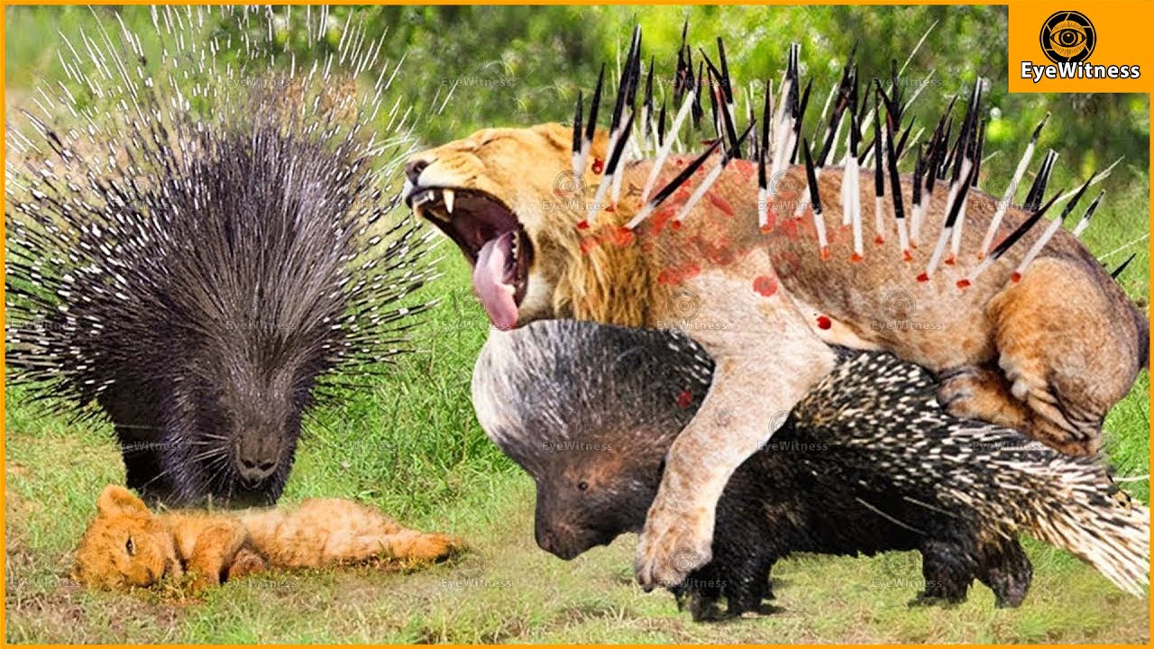 30 Moments When A Lion Failed Miserably When Trying To Attack A Hedgehog, What Will Happen Next?