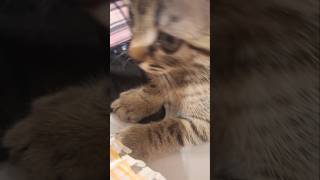 #cute #mirna #cat #kitten #funny #music #duet #pets #kitty #motivation