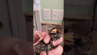 Pet Starling Complains about Being Given Medicine