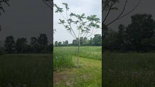 Japanese Walnut/ Heartnut Tree - #walnut #walnuttree #heartnut #heartnuts