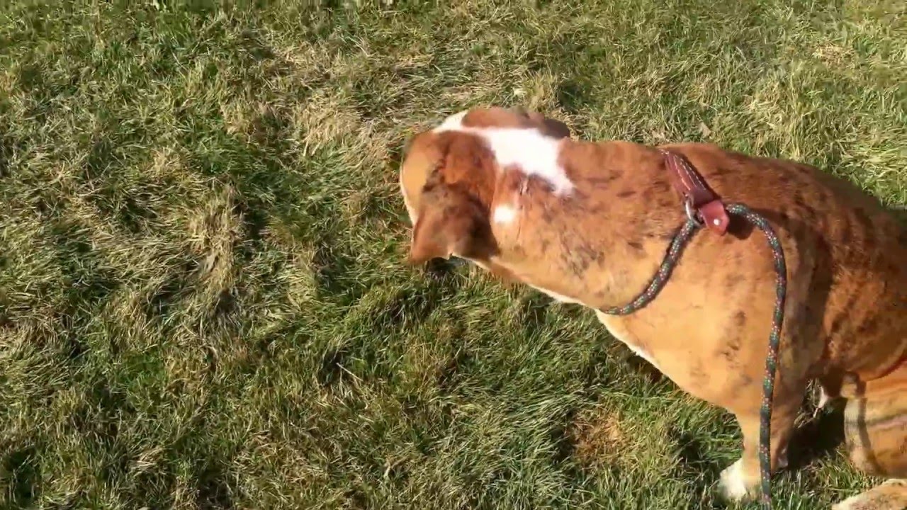 In Ohio Walking Some Pups A Pitbull Dog Rottweiler Long Haired