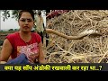 || यह साँप कितने अंडे डालता है देखिये || Checkered keelback rescued with eggs || video: Prashant S||