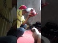 Kucing manja minta makan