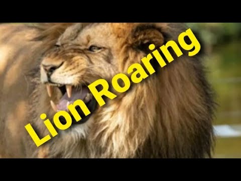 How A #Lion #Roars - Sound Effect - #Animation #LionVideo #forKids