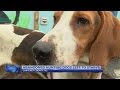 Abandoned hunting dogs left to starve in Carteret County Abandoned hunting dogs left to starve in Carteret County