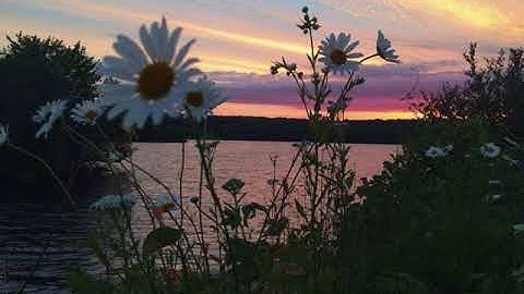 القارئ عبد الرحمن العوسي تلاوة هادئة خاشعة سورة  الفجر Abdul Rahman al Ossi /Surah Al-Fajr