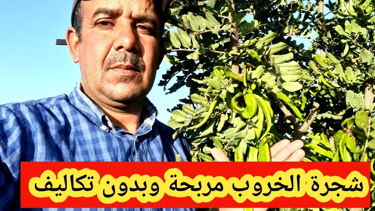 شجرة الخروب هل تصدق ما تراه 2025