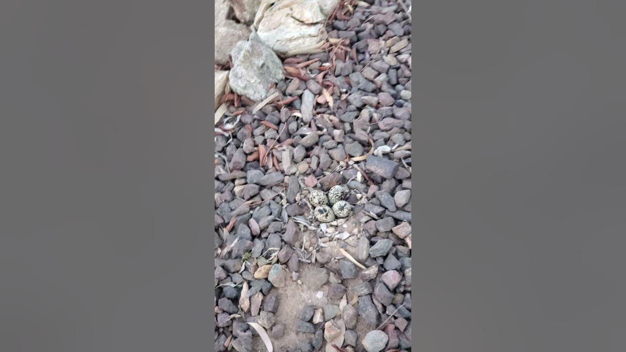 Killdeer Birds Have a Peculiar Defense Mechanism ViralHog YouTube